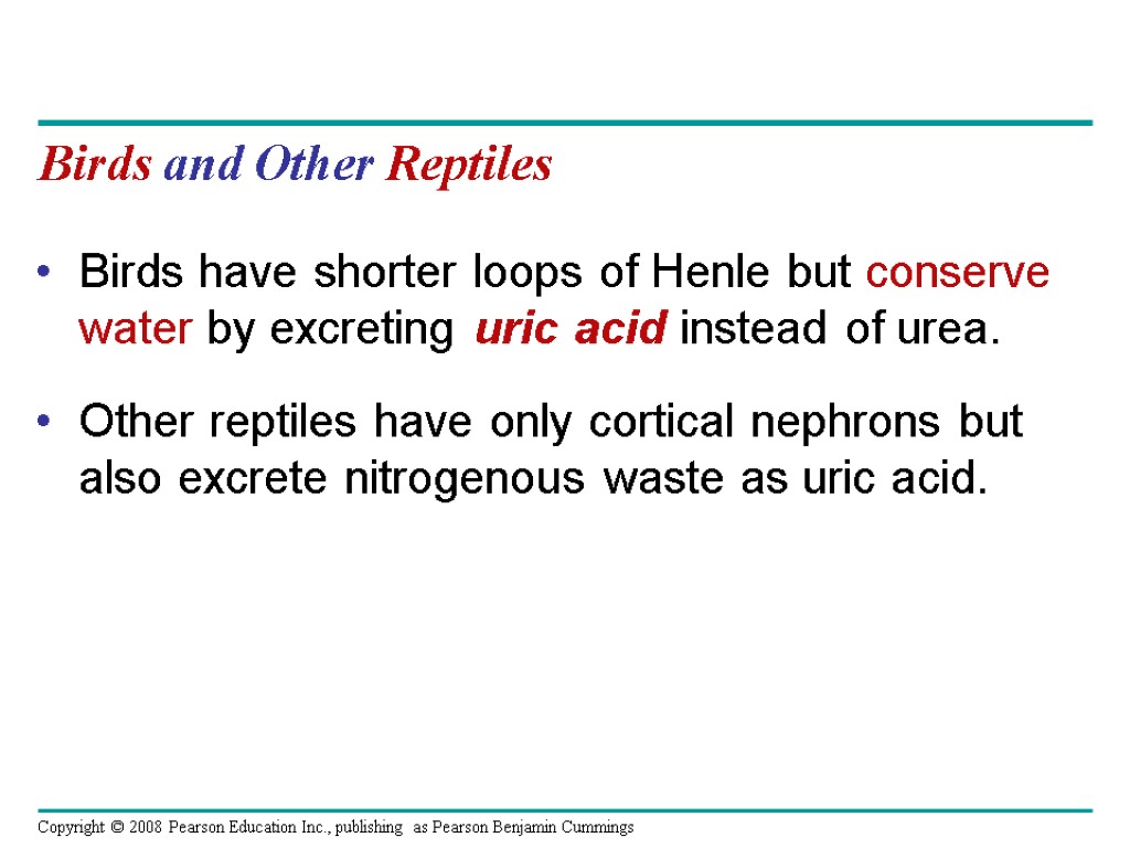 Birds and Other Reptiles Birds have shorter loops of Henle but conserve water by